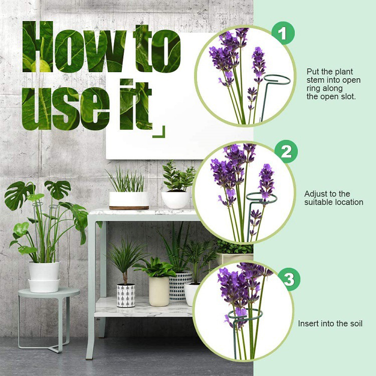 images of money tree plant Mini Money Tree