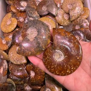Vente en gros de pierre précieuse naturelle fossilisée d'ammonite fossile de conque <span class=keywords><strong>Nautilus</strong></span> pour la décoration de la maison spécimen minéral de fossiles d'escargot - Product Image 1
