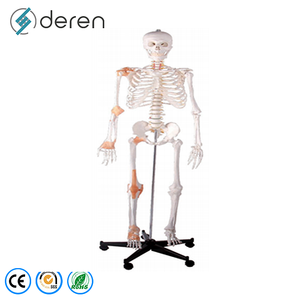 Modelo de Esqueleto Humano de Calidad Médica Deren con Ligamentos y Nervios para Cursos de Anatomía Universitaria - Product Image 2