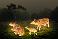 Lumières LED de paysage extérieur, lumières en forme d'affichage de parc de boeuf jaune, taches d'enregistrement créatives populaires, lumières en forme d'animal