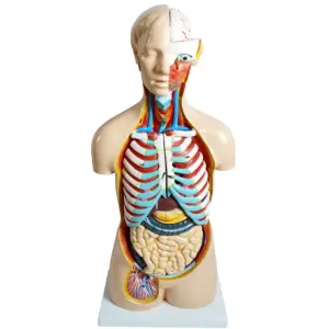 医学教学解剖85厘米真人大小可拆卸器官聚氯乙烯半身人体躯干模型20个部分