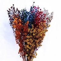 Bunga Plum Kering Baru 2020, Bunga Tiger Eye, Stirlingia Awet 50-60cm, Cantik Berwarna-warni, Kembali ke Sekolah, Tahun Baru Imlek