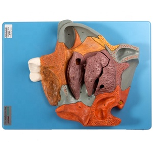 GD/A13002 modèle de Section sagittale médiane de la cavité nasale (modèle anatomique) - Product Image 1