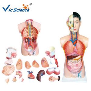Science médicale modèle en PVC des organes du corps <span class=keywords><strong>humain</strong></span> modèle <span class=keywords><strong>de</strong></span> torse anatomique modèle d'aide à <span class=keywords><strong>l</strong></span>'enseignement modèle - Product Image 3