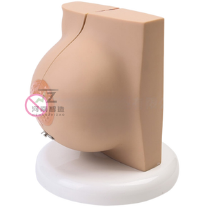 Modèle anatomique de sein féminin humain en phase de repos pour la science médicale - Product Image 5
