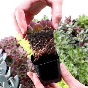 Venta al por mayor de plantas suculentas vivas Sempervivum Hens and Chicks, paquete a granel de 25-50 unidades en macetas de 2 pulgadas, variedades resistentes al frío, cultivadas en viveros estadounidenses. - Product Image 3
