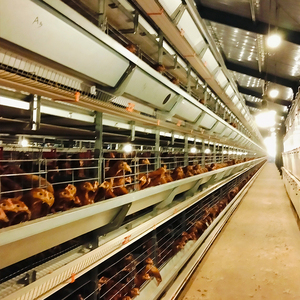 Equipo automático para aves de corral, jaulas para carne de pollo y capa de huevos para avicultura, nueva condición - Product Image 1
