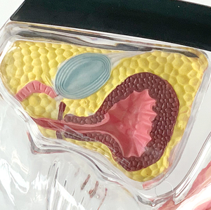 Modelo Anatómico Uterino Transparente Visible, Material Ecológico, Estándar Europeo, Pintura Avanzada No Tóxica, Vic Science Medical - Product Image 2