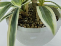 Plante artificielle en pot de Dracaena variegata, sans arrosage, sans entretien, décoration verte pour bureaux, entrées, étagères, bureaux, hôtels