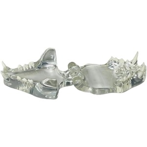 Modèle anatomique transparent de dents d'animaux, mâchoire dentaire pour outil éducatif vétérinaire (Chat) Transparent - Product Image 4