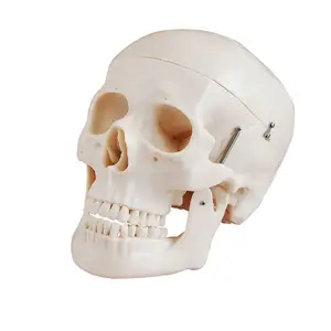 Модель медицинского обучения в стиле черепа в натуральную величину