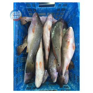 กลอง<span class=keywords><strong>ปลา</strong></span>กลมสีแดงแช่แข็งทั้งตัวจากประเทศจีน - Product Image 6