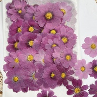 Nouveau produit, vente chaude : Fleurs séchées mélangées pour l'art floral, Cosmos violet pressé, fleurs naturelles séchées, Coreopsis plate