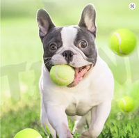 Balle pour animaux de compagnie en caoutchouc élastique, style tennis, résistante à l'usure, jouet interactif pour l'entraînement et le jeu de rapport, accessoire pour le nettoyage des dents, 6,5 cm
