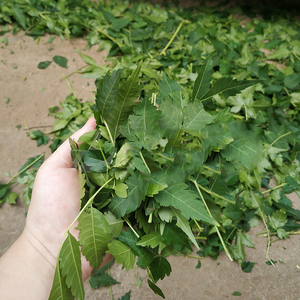 เครื่องกำจัดใบตำแยใบสะระแหน่เครื่องแยกใบต้นรามี่เคนาฟ - Product Image 6