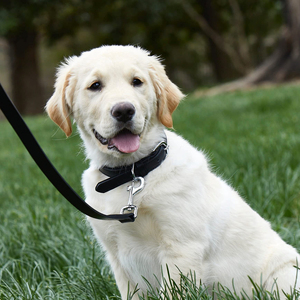 <span class=keywords><strong>Collar</strong></span> de Cuero para Mascotas de Color Personalizado, <span class=keywords><strong>Collar</strong></span> de Perro de Alta Calidad con Accesorios de Lujo Dorados, Correa de Diseño - Product Image 4