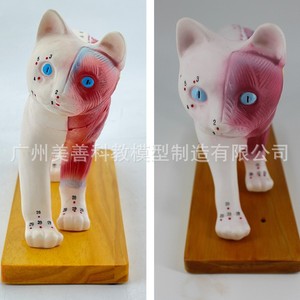 Modelo de acupuntura para gatos, modelo de acupuntura para perros, puntos de acupuntura para animales, acupuntura animal, enseñanza veterinaria de anatomía animal - Product Image 3