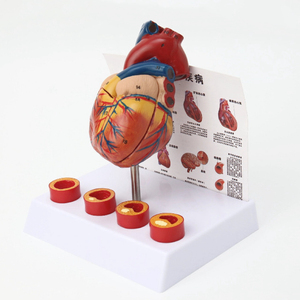 Anatomía órganos del <span class=keywords><strong>cuerpo</strong></span> <span class=keywords><strong>humano</strong></span> tamaño natural modelo de estructura del corazón - Product Image 2