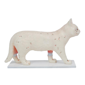 نموذج تعليمي لنقاط الوخز بالإبر للقطط للتدريب البيطري - Product Image 5