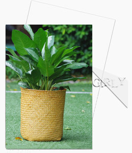 Màu Sắc Tự Nhiên Rơm Dệt Lưu Trữ Giỏ Mà Không Cần Xử Lý Nhà Phòng Khách Tổ Chức Giỏ Đồ Trang Sức Và Giỏ Hoa - Product Image 3