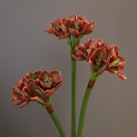 Bunga Clivia Amaryllis PU Berkualitas Tinggi, Tangkai Tunggal, untuk Dekorasi Rumah, Fotografi Pernikahan, dan Acara