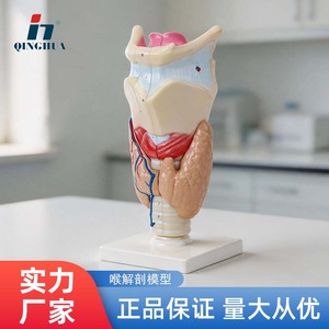 Modèle d'anatomie laryngée de Qinghua, modèle d'anatomie laryngée humaine agrandi, instrument d'enseignement et de formation biomédicale - Product Image 5