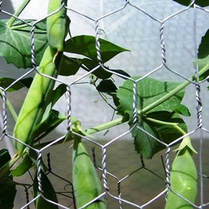 Anti‑Rust Hexagonal Chicken <b>Wire</b> <b>Mesh</b> Roll Low Carbon Iron <b>Wire</b> Netting for Animal Cage Farm Fence Garden Enclosure - Product Image 3
