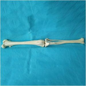 KyrenMed Perro Articulación de la rodilla Articulación Hueso Perro Fémur y Shin Tibia Modelo de <span class=keywords><strong>esqueleto</strong></span> de hueso <span class=keywords><strong>canino</strong></span> - Product Image 5