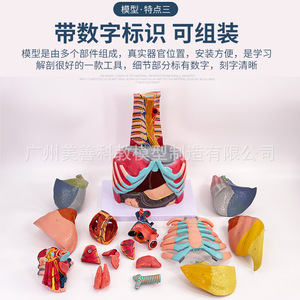 Modèle anatomique thoracique, modèle du tronc, modèle du système respiratoire, modèle du larynx, modèle de l'arbre bronchique, modèle du poumon et des segments pulmonaires - Product Image 5