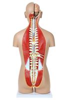 Modèle de torse humain de luxe de 85 cm, double sexe, 27 pièces, dos ouvert, comprend des organes reproducteurs masculins et féminins interchangeables, CE/ISO