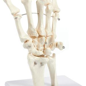 Gelsonlab HSBM-100Aベーススタンドの人間の手と手首のスケルトンモデル、関節式解剖学モデル - Product Image 5