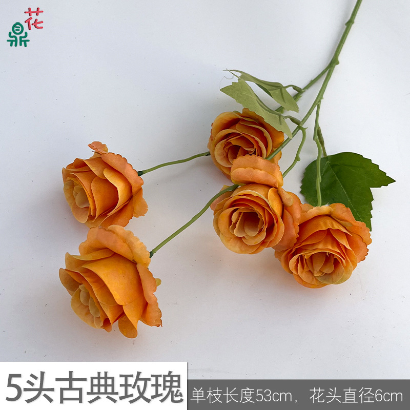 5 classic roses yc light orange