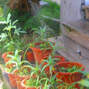 25m PE tubo di plastica serra giardino sistema di <span class=keywords><strong>irrigazione</strong></span> <span class=keywords><strong>a</strong></span> <span class=keywords><strong>goccia</strong></span> Kit di <span class=keywords><strong>irrigazione</strong></span> <span class=keywords><strong>a</strong></span> <span class=keywords><strong>goccia</strong></span> per Kit di <span class=keywords><strong>irrigazione</strong></span> - Product Image 3