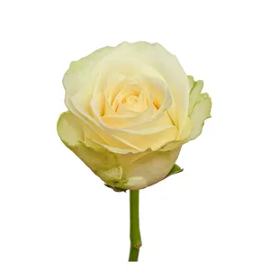 प्रीमियम केन्याई ताजा कट फूल स्नो स्टॉर्म पीला सफेद गुलाब बड़े सिर वाला 40 सेमी तना थोक खुदरा ताजा कट गुलाब
