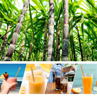 Bagasse de canne à sucre jetable 6*200mm paille compostable Smoothie Cocktail Milkshake jus boisson froide