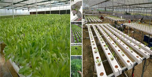 Pot de filet hydroponique noir/blanc de 3 "pour <span class=keywords><strong>serre</strong></span> agricole aquaponique - Product Image 4