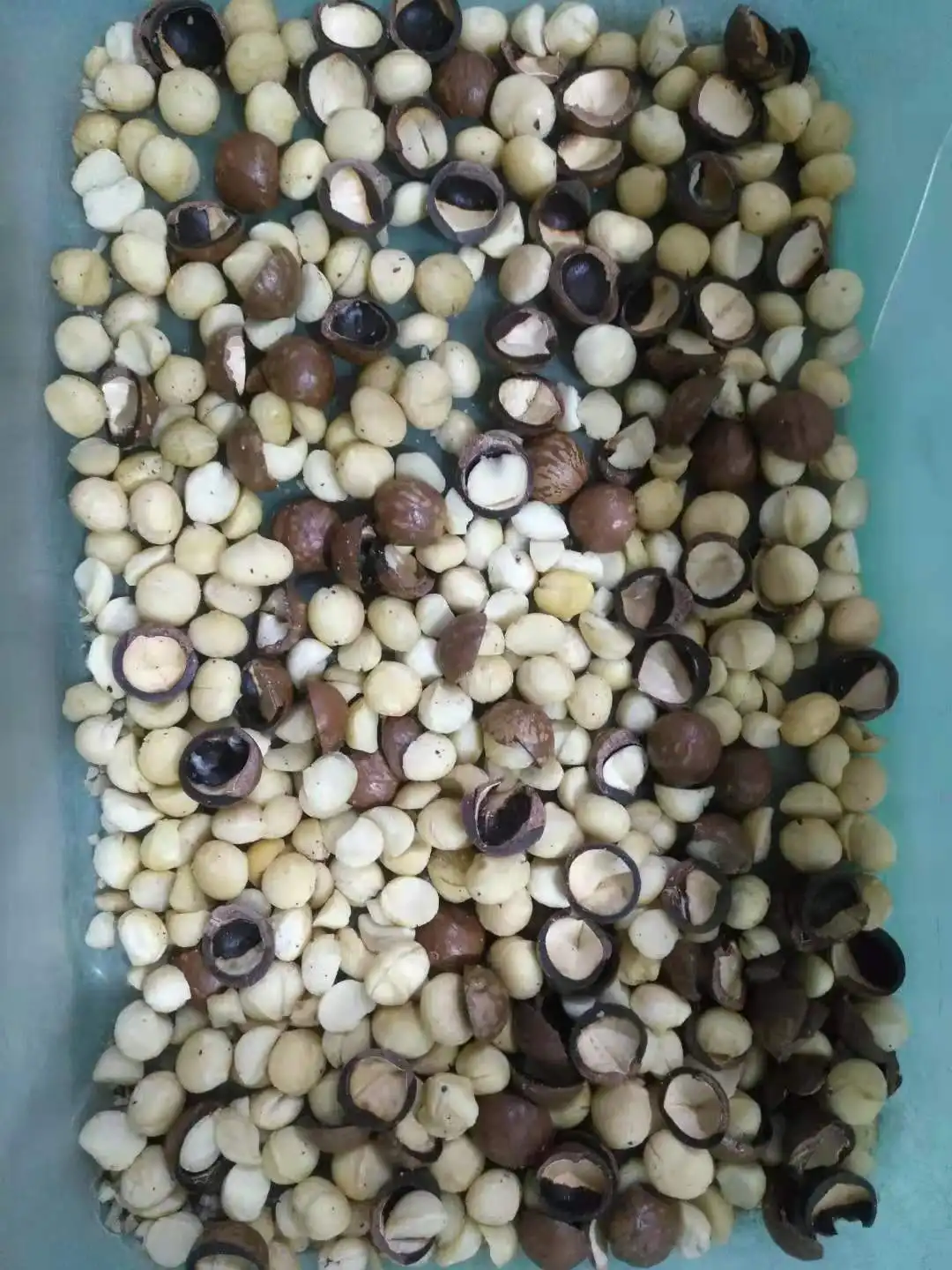 High Sorting Technology CCD Colour Grain Macadamia Nuts Pistachio Peeled Garlic Color Sorting Machine