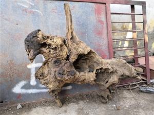 Maleisië Mangrove Hout Landscaping <span class=keywords><strong>Fish</strong></span> Tank Natuurlijke <span class=keywords><strong>Aquarium</strong></span> Drijfhout Natuurlijke Woods Voor <span class=keywords><strong>Aquarium</strong></span> - Product Image 4