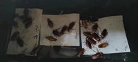 Hoge Oppervlakte Tack Vliegenlijm Kleefmiddel Voor Insectenbestrijding