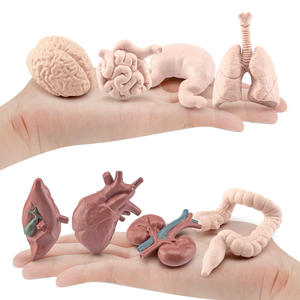Enfants éducatif simulé modèle d'organe humain cerveau coeur estomac poumon foie rein aide à l'enseignement cognitif jouet d'apprentissage - Product Image 4