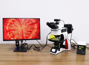 Microscopio de Fluorescencia Phenix <span class=keywords><strong>Epi</strong></span> BMC603FLED-SD, Microscopio Fluorescente Trinocular Profesional, Microscopio Digital - Product Image 2
