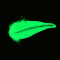 Pigmento de aluminato de estroncio luminoso verde en polvo fluorescente que cambia de color para revestimiento Precio competitivo