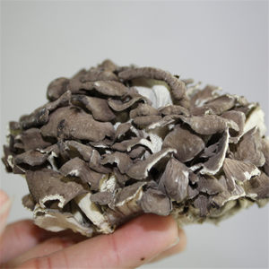 Hui Shu Hua, <span class=keywords><strong>Precio</strong></span> al por Mayor, Hierba Natural China, Grifola Frondosa, Hongos Maitake Secos - Product Image 4