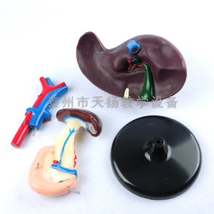 Modèle du foie, du dodécanome et du pancréas : modèle d'organes digestifs humains, instrument pédagogique de biologie pour les collèges - Product Image 5