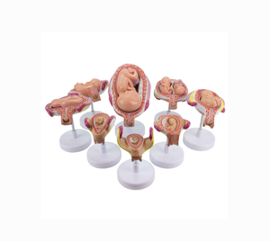 Modèle de <span class=keywords><strong>formation</strong></span> d'embryon humain pour la grossesse fœtale, le développement obstétrique, la gynécologie, l'anatomie de l'utérus pour la maternité et l'enfant - Product Image 4