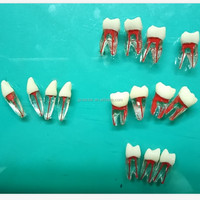 Modelo de simulador de dientes Endo de raíz Dental profesional-Resina Endodoncia Práctica Demostración Raíces anatómicas estándar para la Escuela de Medicina
