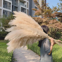 Nouveau produit : Herbe de la pampa séchée, fleur séchée préservée, grande herbe de la pampa naturelle et colorée pour la décoration d'événements