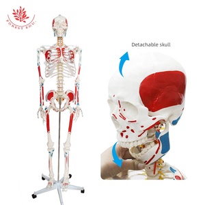 Recursos de enseñanza Cuerpo entero Impreso a mano Músculo Punto de inicio y finalización 180cm Modelo de <span class=keywords><strong>esqueleto</strong></span> de Anatomía Humana - Product Image 3