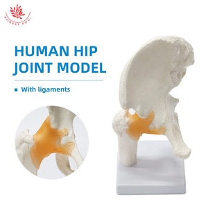 Articulación <span class=keywords><strong>de</strong></span> cadera humana y modelo <span class=keywords><strong>de</strong></span> ligamento <span class=keywords><strong>de</strong></span> <span class=keywords><strong>la</strong></span> articulación femoral FRT028 modelo <span class=keywords><strong>de</strong></span> <span class=keywords><strong>enseñanza</strong></span> médica <span class=keywords><strong>de</strong></span> articulación <span class=keywords><strong>de</strong></span> cadera <span class=keywords><strong>de</strong></span> anatomía grande Natural - Product Image 6