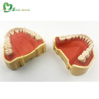 Modelo de Dientes Estándar, Modelo de Dientes Typodont para Estudio